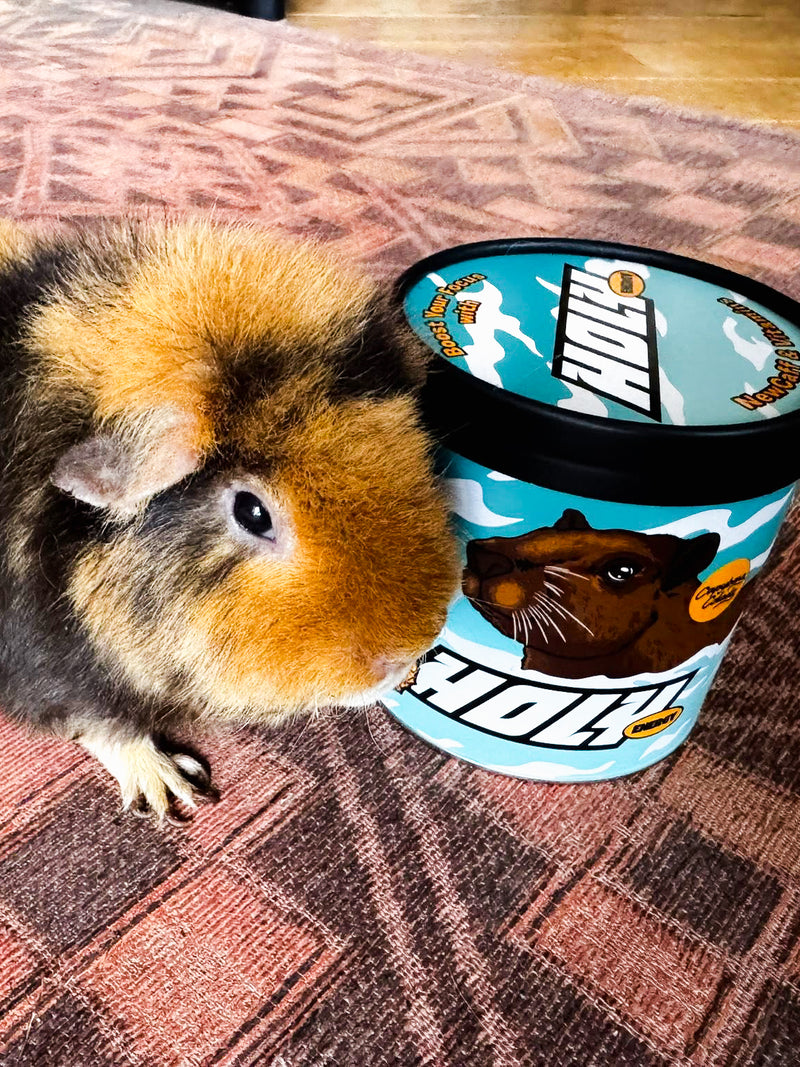 <p>Zum verwechseln ähnlich – Meerschweinchen von Squad Member Silke</p>