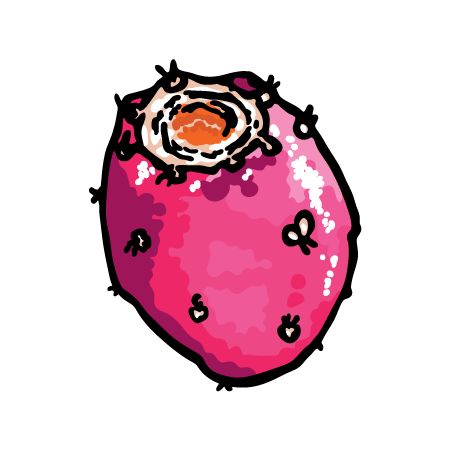 Zeichnung einer rosa Kaktusfeige mit orange-braunem Ende und schwarzen Punkten, isoliert auf schwarzem Hintergrund.