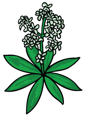 Illustration einer Pflanze mit weißen Blüten und grünen Blättern auf schwarzem Hintergrund.